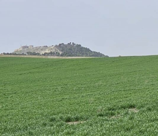 Baja un euro el trigo en la lonja de León