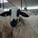 FERIA-C26-oveja-churra