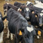 Continúa la bajada del precio de la ternera de más de 270 kilos y los añojos en la lonja de Salamanca