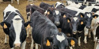 Continúa la bajada del precio de la ternera de más de 270 kilos y los añojos en la lonja de Salamanca