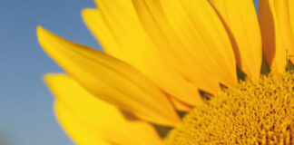 Resultados de los campos de ensayo de girasol de Agropal