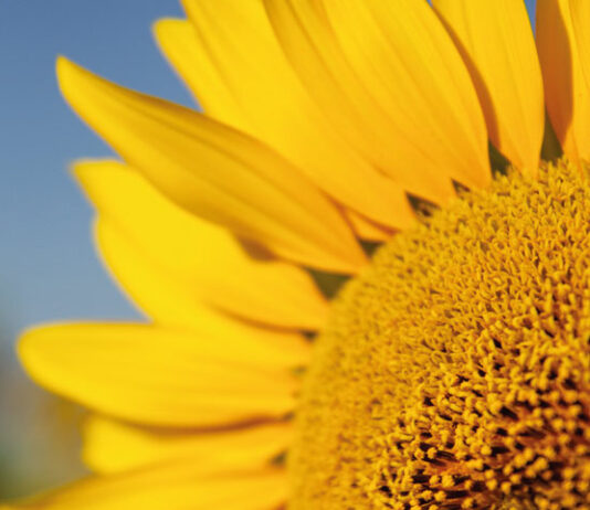 Resultados de los campos de ensayo de girasol de Agropal