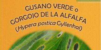 El Observatorio de Plagas alerta de presencia de sitona, gusano verde y apión en leguminosas