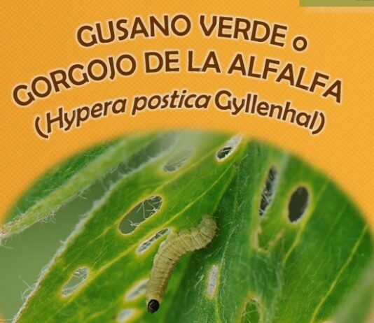 El Observatorio de Plagas alerta de presencia de sitona, gusano verde y apión en leguminosas