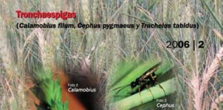 Aviso del Observatorio de Plagas de tronchaespigas y trips en cereales