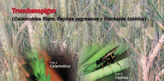 Aviso del Observatorio de Plagas de tronchaespigas y trips en cereales