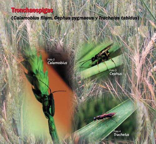 Aviso del Observatorio de Plagas de tronchaespigas y trips en cereales