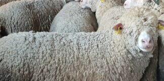 ASAJA pide potenciar la exportación de la lana para evitar las pérdidas por el esquileo