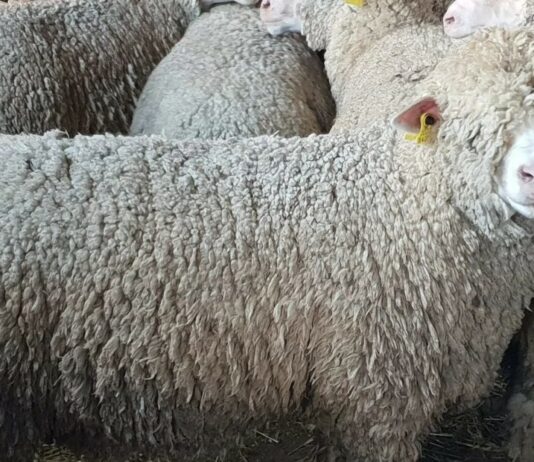 ASAJA pide potenciar la exportación de la lana para evitar las pérdidas por el esquileo