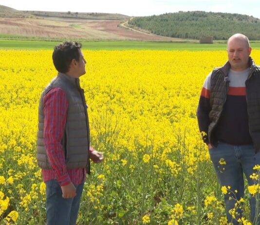Campo Palentino | 16/4/2026