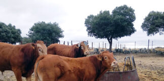 Baja también el precio de la ternera de menos de 270 kilos en la lonja de Salamanca