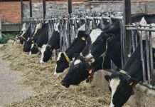 “La industria impone y no negocia”