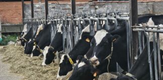 “La industria impone y no negocia”