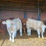 Baja también el precio de la ternera de menos de 270 kilos en la lonja de Salamanca