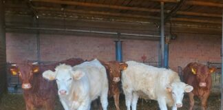 Baja también el precio de la ternera de menos de 270 kilos en la lonja de Salamanca