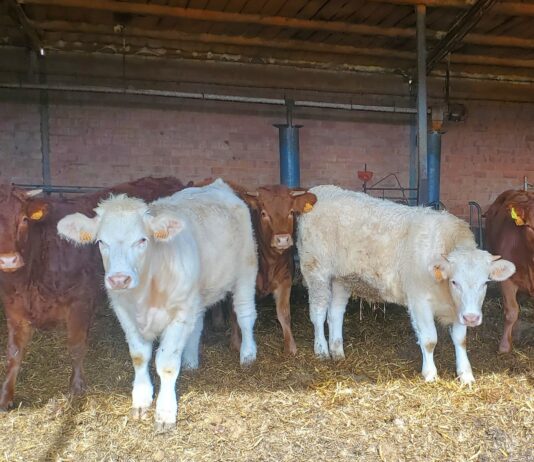 Baja también el precio de la ternera de menos de 270 kilos en la lonja de Salamanca