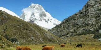 Castilla y León impulsa una nueva ayuda para la recogida de leche en zonas de montaña