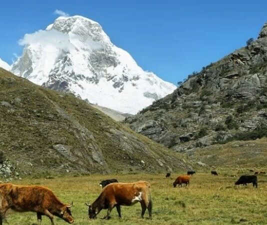 Castilla y León impulsa una nueva ayuda para la recogida de leche en zonas de montaña