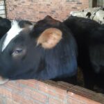 Bajadas de precios generalizadas del vacuno en Salamanca
