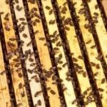 Colmena – abejas