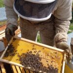 Colmena-apiciltor-abejas