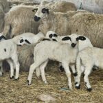 Suben los lechazos en la Mesa de Castilla y León