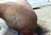Los buitres matan a una yegua cuando paría en Valberzoso