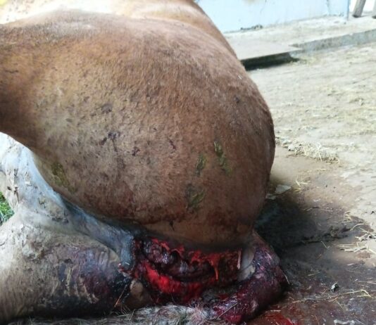 Los buitres matan a una yegua cuando paría en Valberzoso