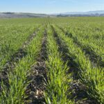 Sube un euro el trigo en la lonja de León impulsado por el informe USDA de mayo