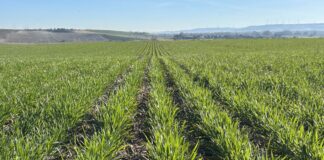 Sube un euro el trigo en la lonja de León impulsado por el informe USDA de mayo