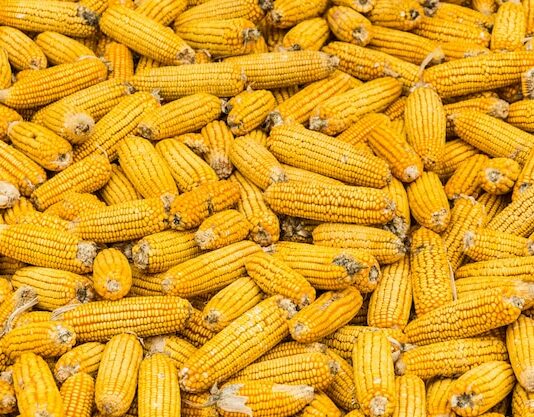 Sube el maíz en la lonja de León tras semanas estancado