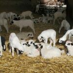 El precio del lechazo sube 30 céntimos en Tordesillas y el vacuno sigue bajando en Salamanca
