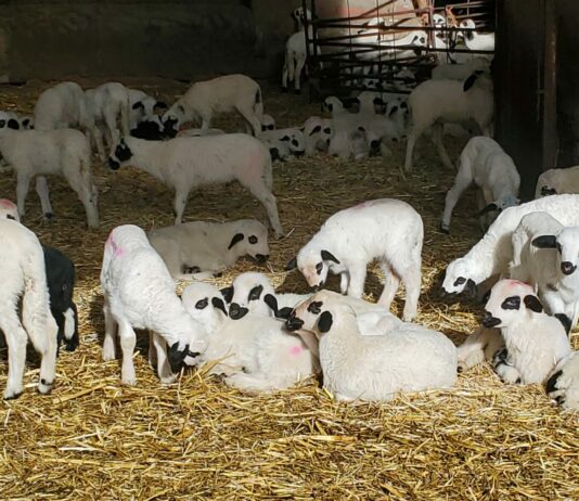 El precio del lechazo sube 30 céntimos en Tordesillas y el vacuno sigue bajando en Salamanca