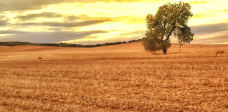 Curso de incorporación a la empresa agraria modalidad mixta (10 de junio al 18 de agosto)