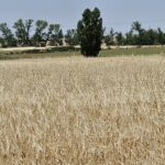 En León dejan de cotizar los cereales de invierno hasta la nueva cosecha