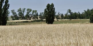 En León dejan de cotizar los cereales de invierno hasta la nueva cosecha