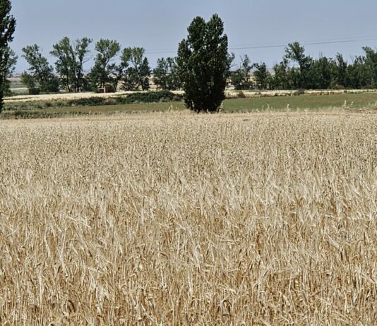 En León dejan de cotizar los cereales de invierno hasta la nueva cosecha