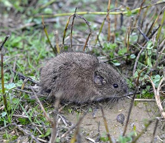 La tularemia en el campo: una enfermedad profesional con especial incidencia en Palencia