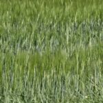 Cebada, avena y centeno dejan de cotizar en León hasta la nueva cosecha