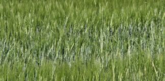 Cebada, avena y centeno dejan de cotizar en León hasta la nueva cosecha