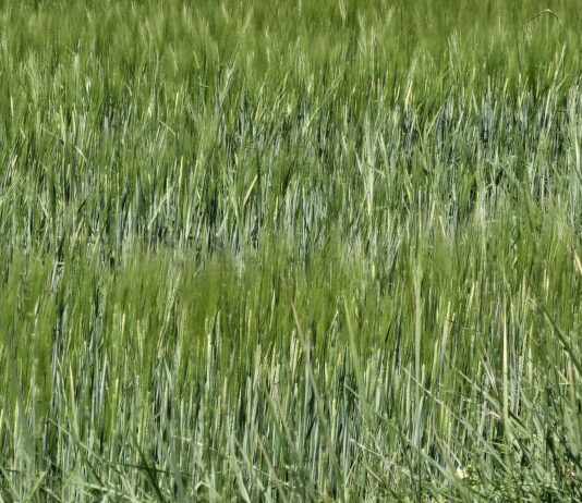 Cebada, avena y centeno dejan de cotizar en León hasta la nueva cosecha