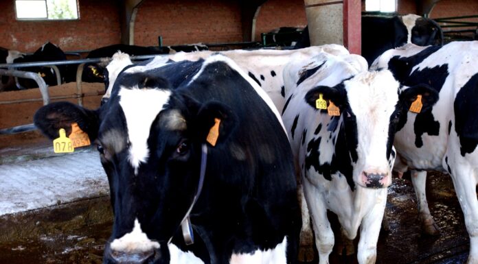 El Parlamento Europeo aprueba más protección al agricultor frente a la gran distribución