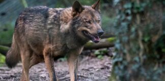 Aprobado el informe sexenal sobre el lobo que confirma el estado de conservación favorable