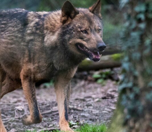 Aprobado el informe sexenal sobre el lobo que confirma el estado de conservación favorable