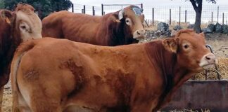 Continúan las bajadas de precios generalizadas del vacuno en Salamanca