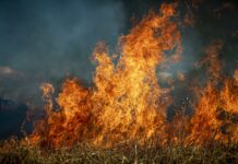 La Junta aprueba un plan de ayudas para recuperar zonas afectadas por los incendios forestales de 2026