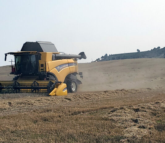Copa-Cogeca prevé una cosecha europea con menos cereal y más oleaginosas y proteaginosas