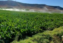Pino exige una política hidráulica nacional que sitúe el regadío como motor del desarrollo rural