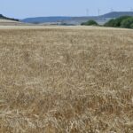 Comienza a cotizar la cebada a 193 euros en la lonja de León
