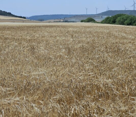 Comienza a cotizar la cebada a 193 euros en la lonja de León